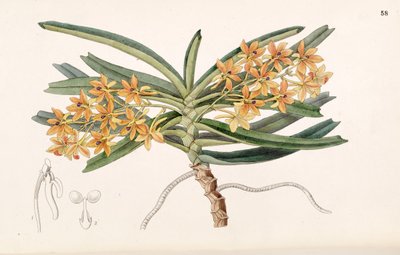 Ascocentrum miniatum by Miss Drake